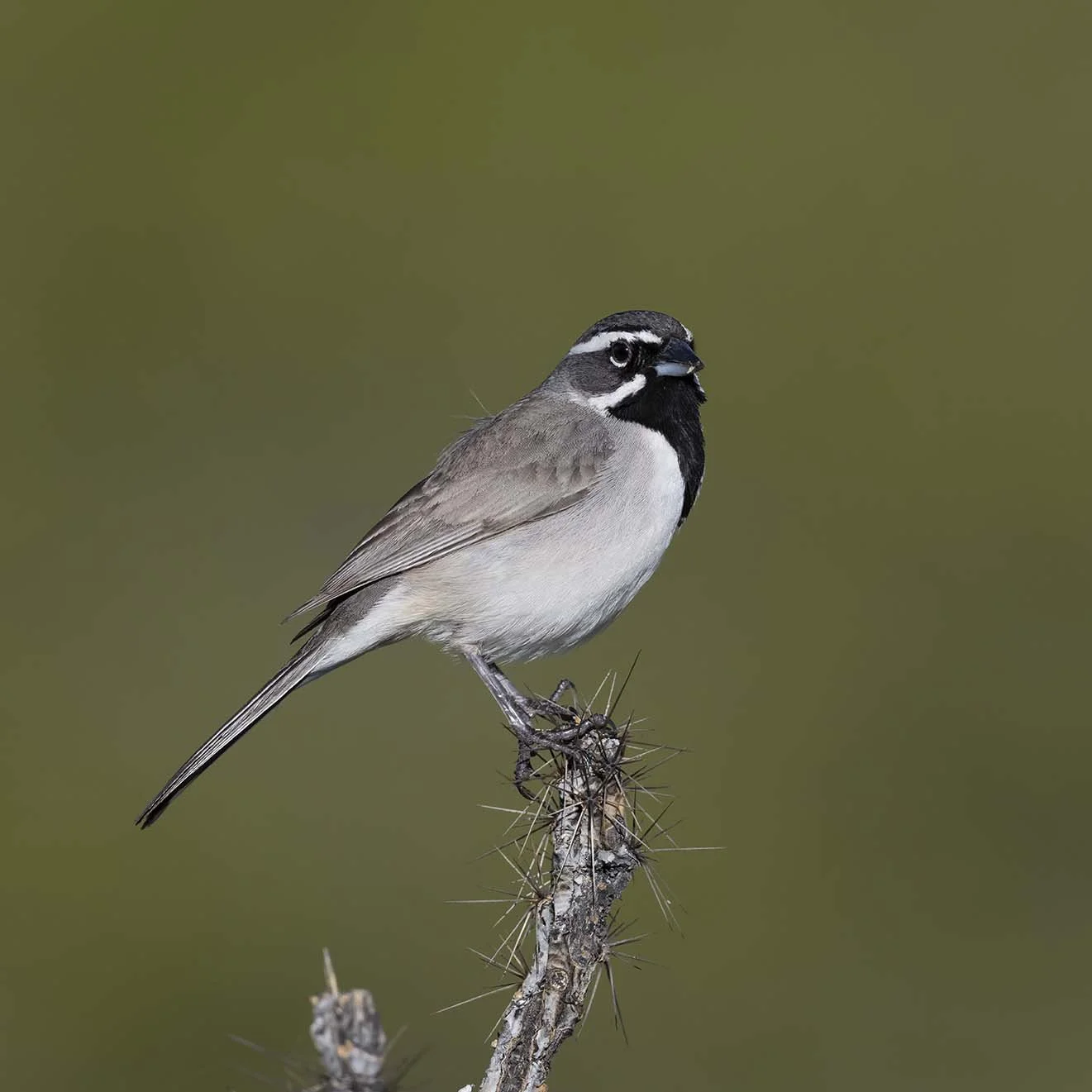 Black-throated_Sparrow_Z097314.JPG
