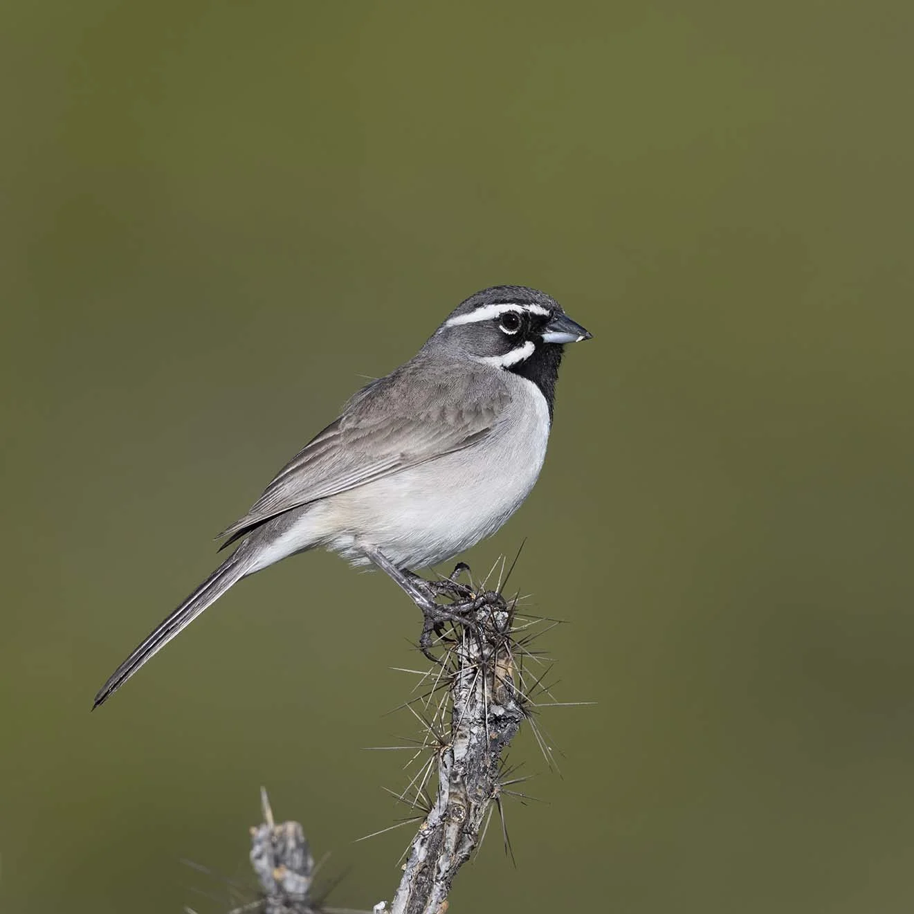 Black-throated_Sparrow_Z097338.JPG