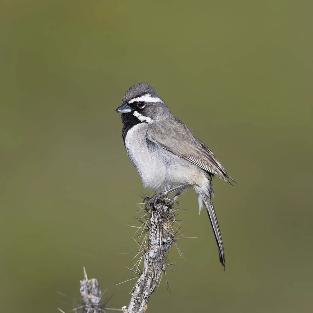 Black-throated_Sparrow_Z097368.JPG
