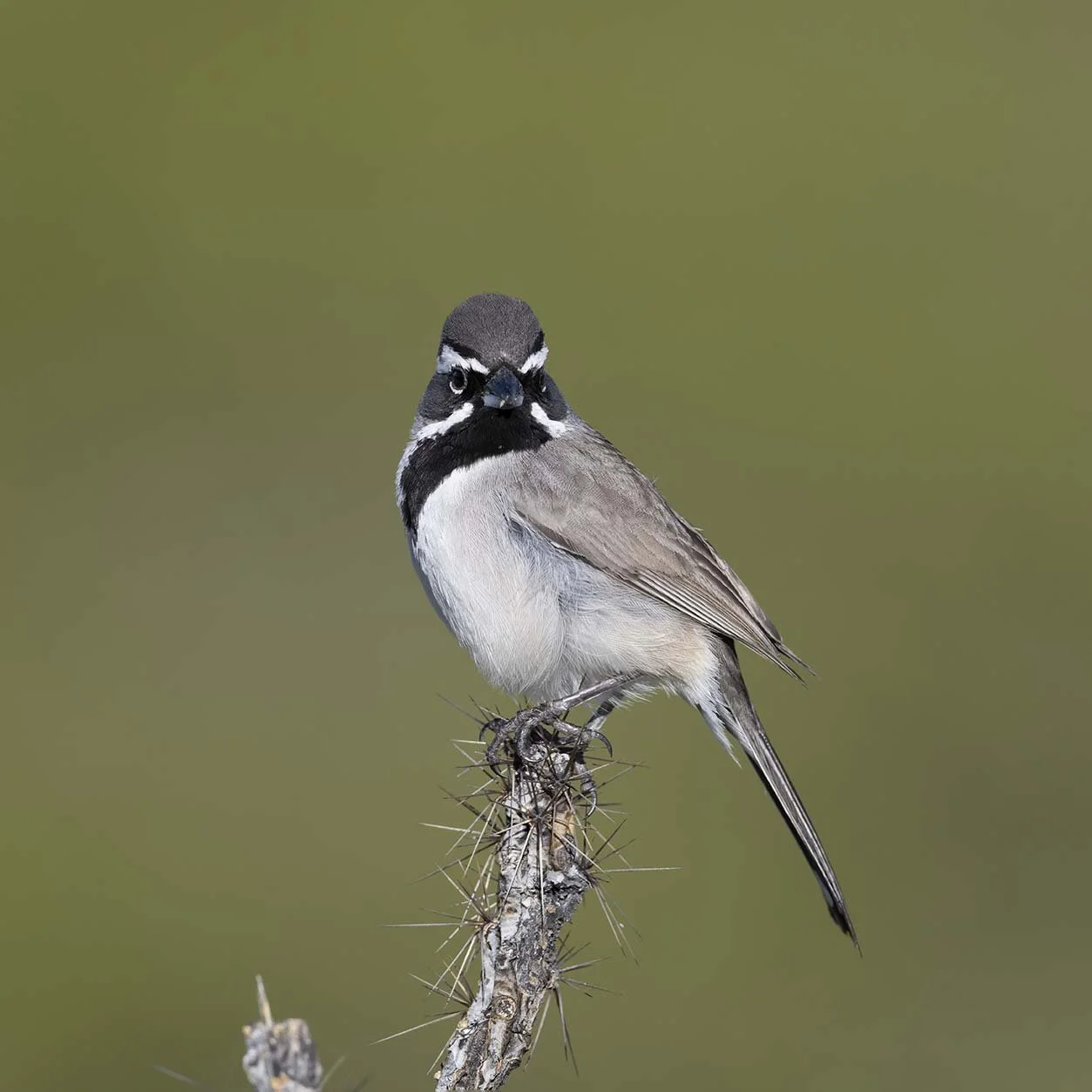 Black-throated_Sparrow_Z097381.JPG