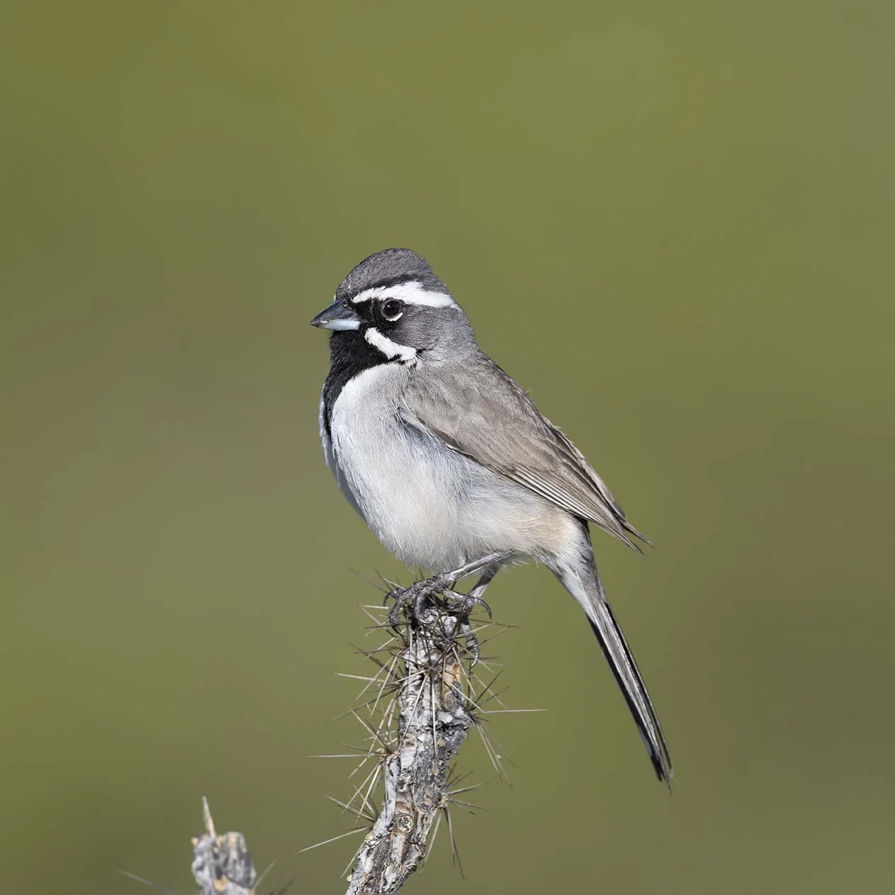 Black-throated_Sparrow_Z097385.JPG