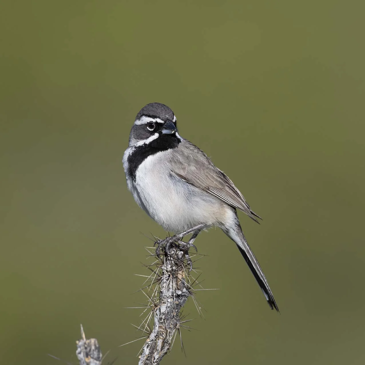 Black-throated_Sparrow_Z097390.JPG