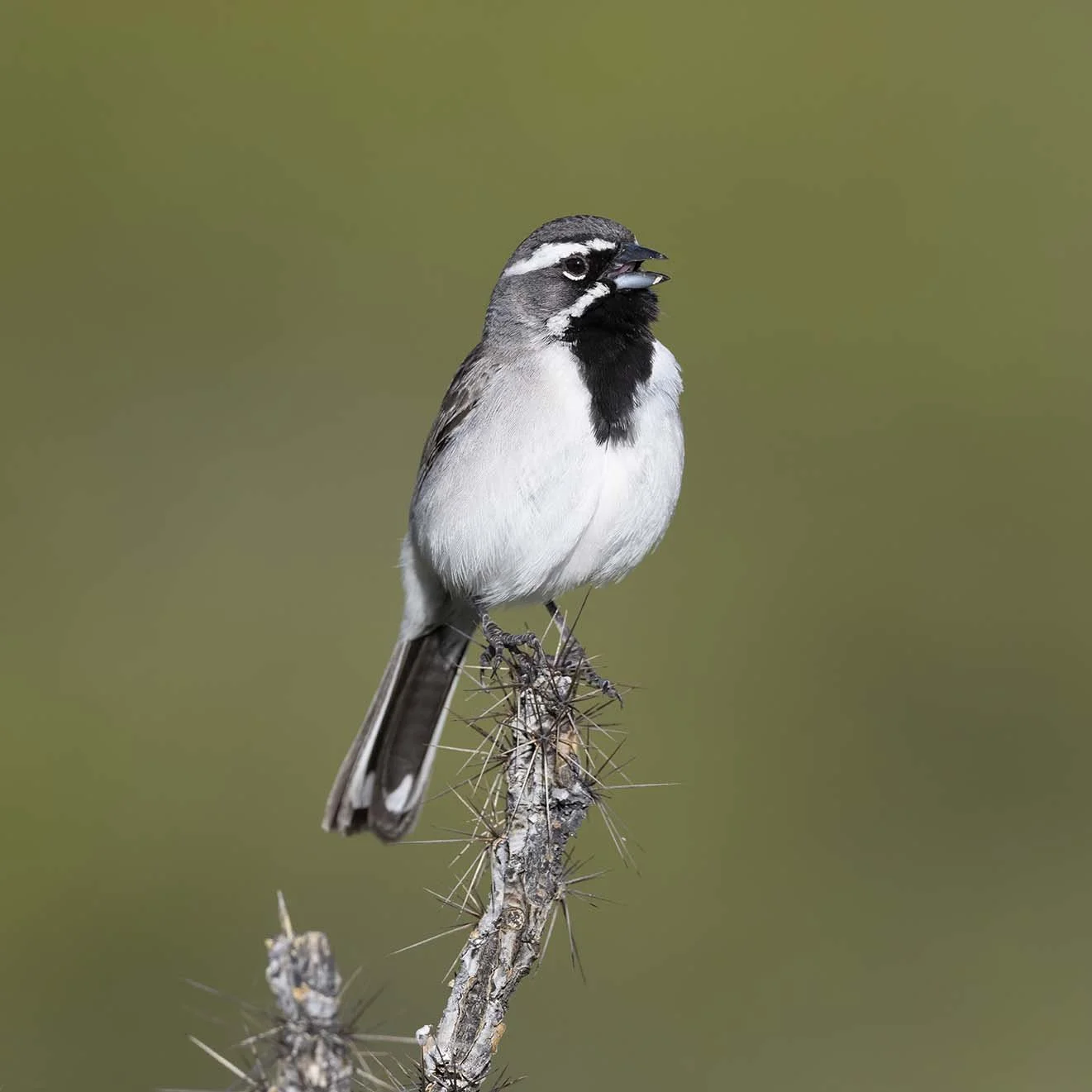 Black-throated_Sparrow_Z097395.JPG