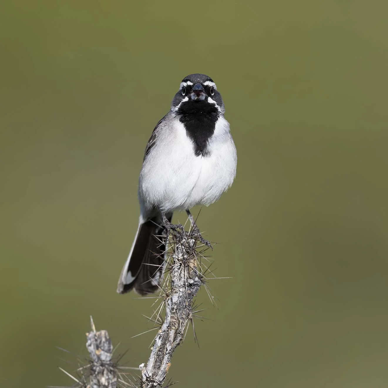 Black-throated_Sparrow_Z097414.JPG