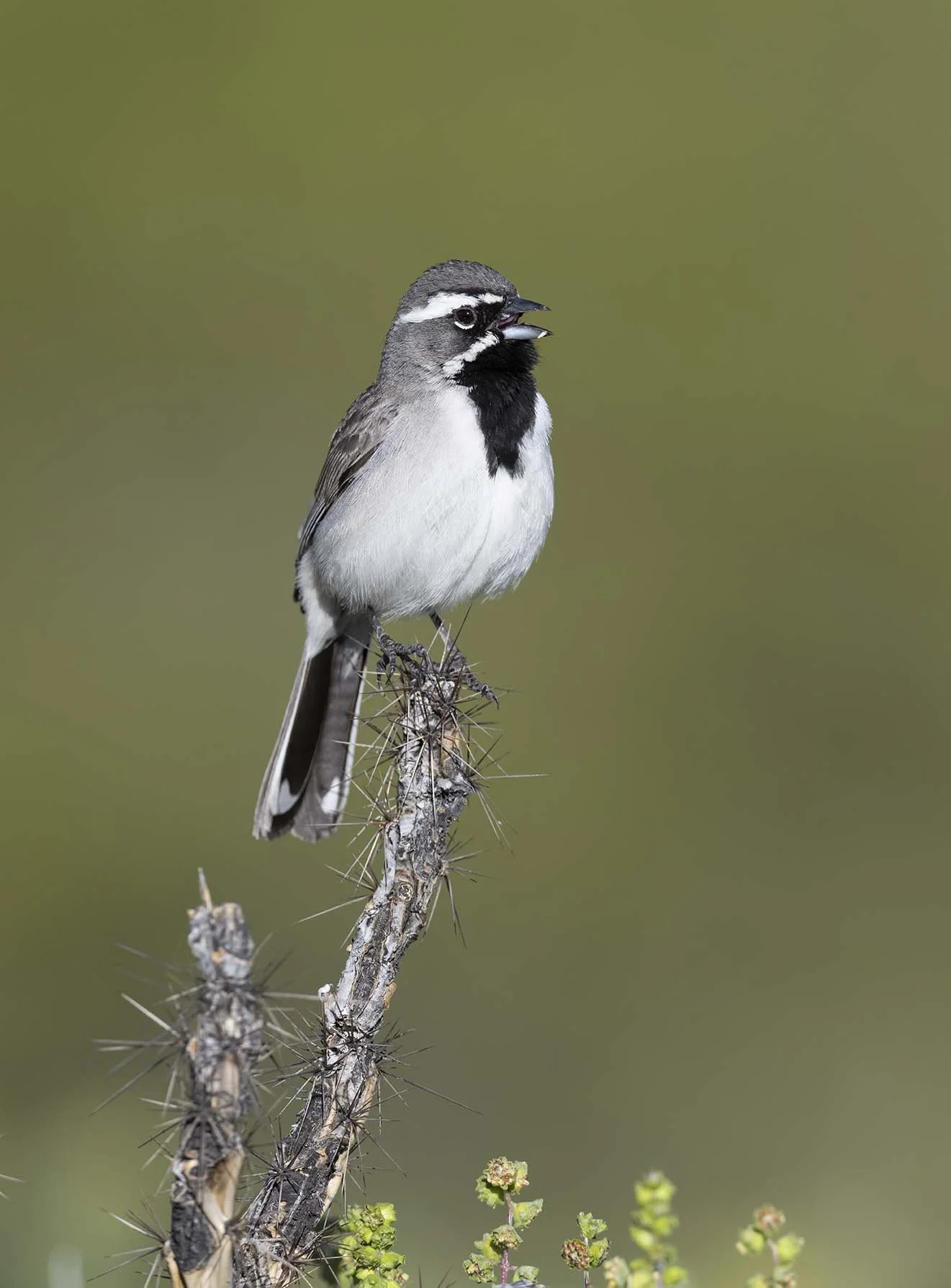 Black-throated_Sparrow_Z097454.JPG