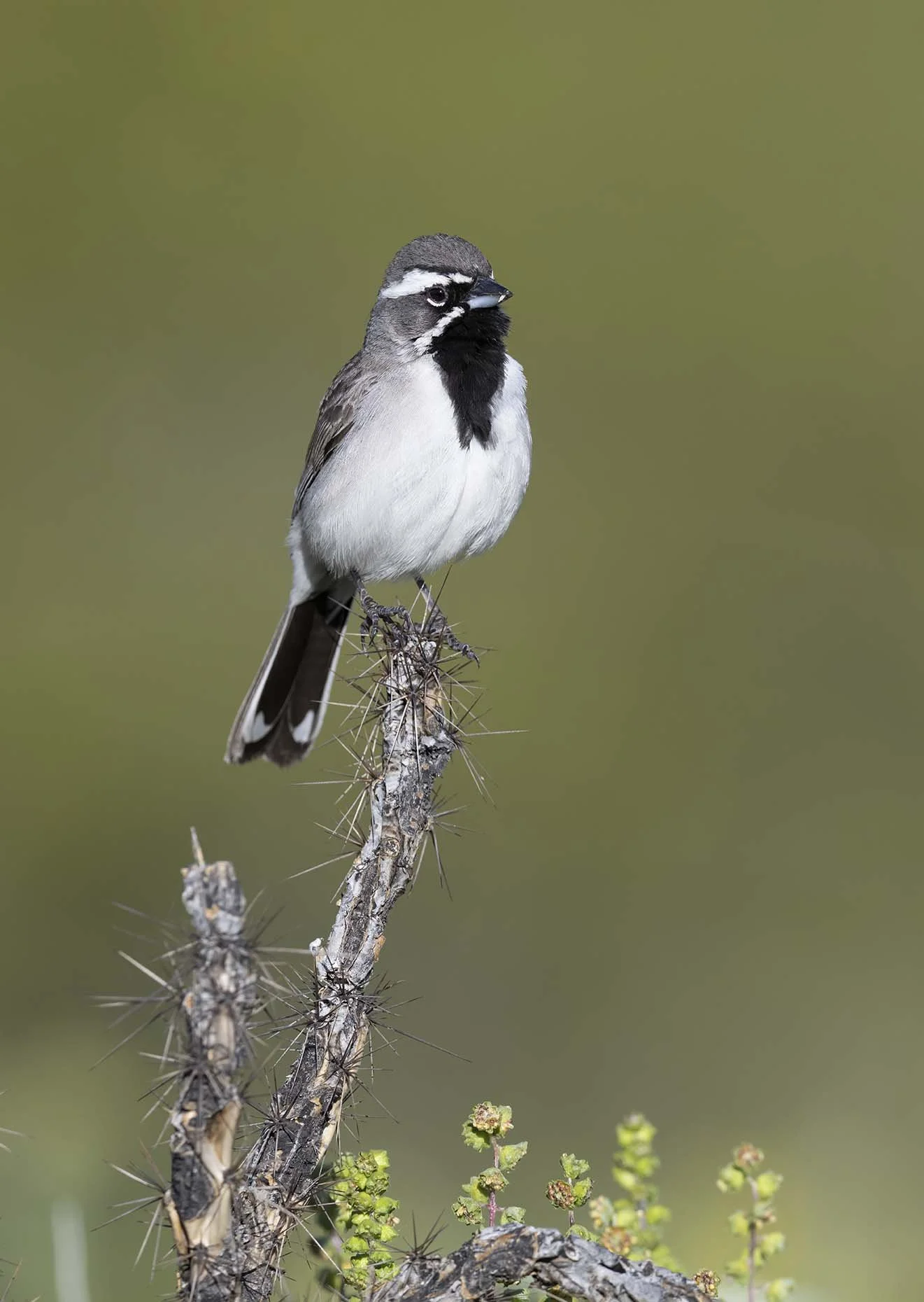 Black-throated_Sparrow_Z097476.JPG