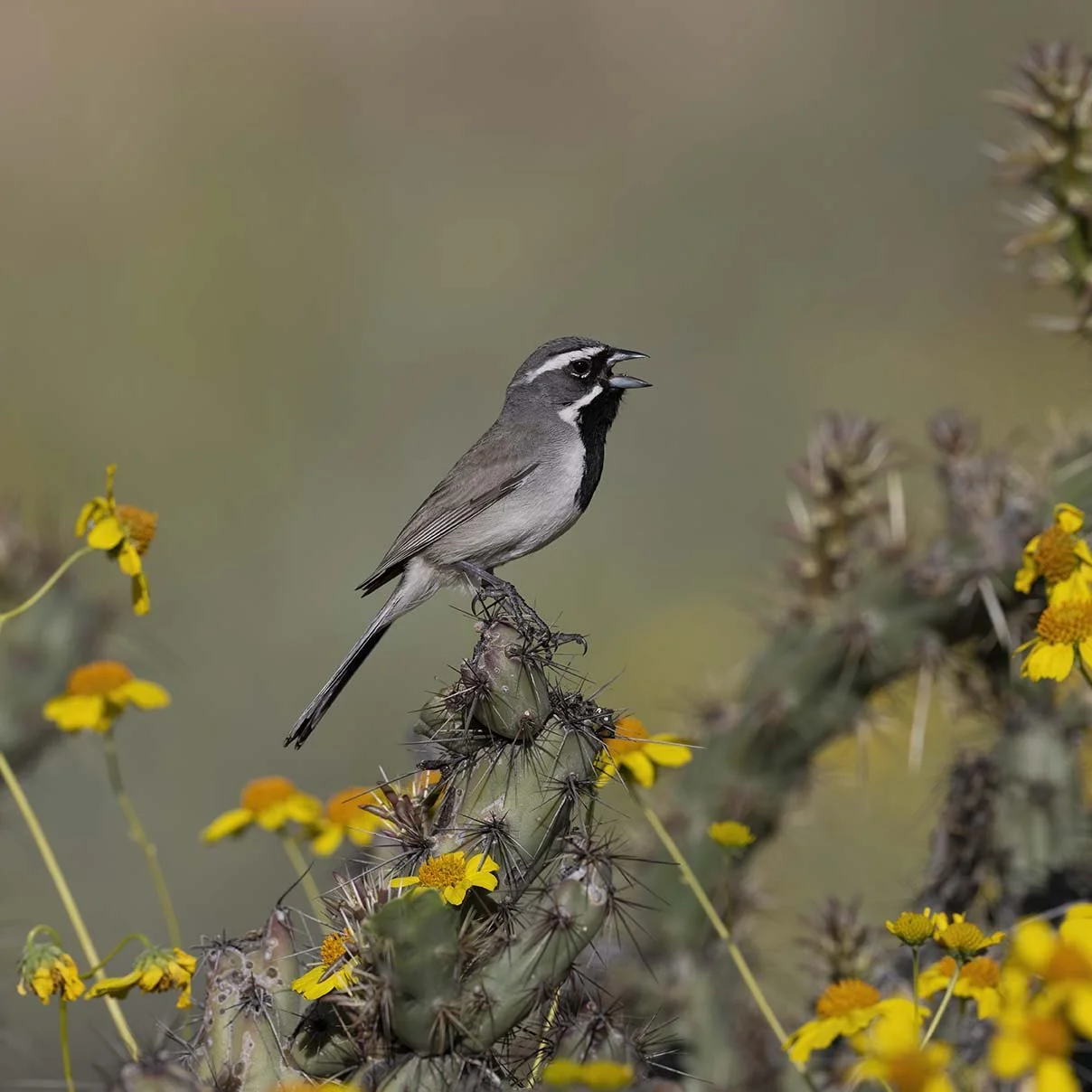Black-throated_Sparrow_Z098792.JPG