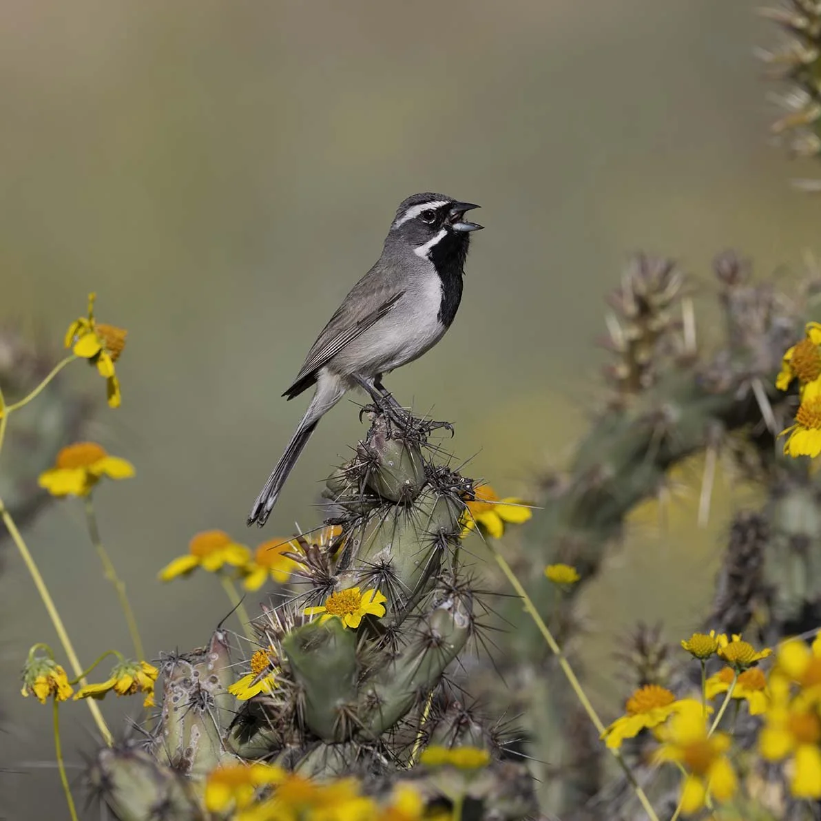Black-throated_Sparrow_Z098825.JPG