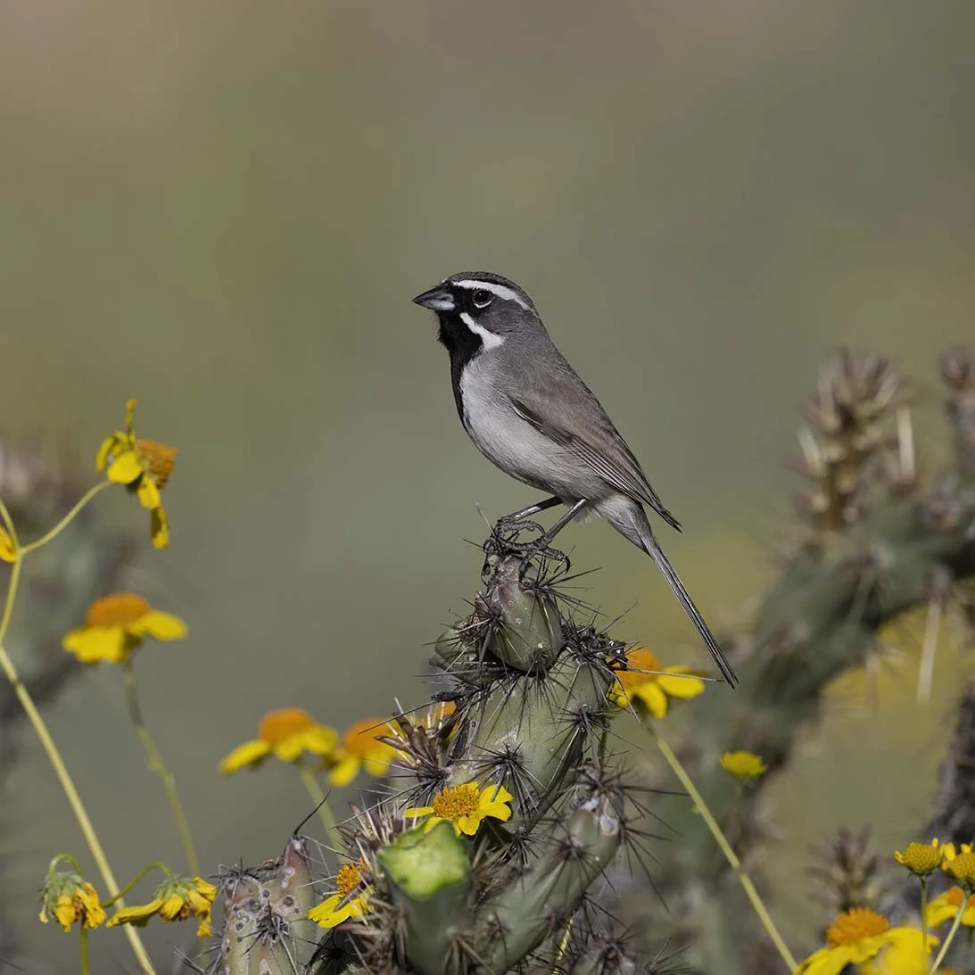 Black-throated_Sparrow_Z098831.JPG
