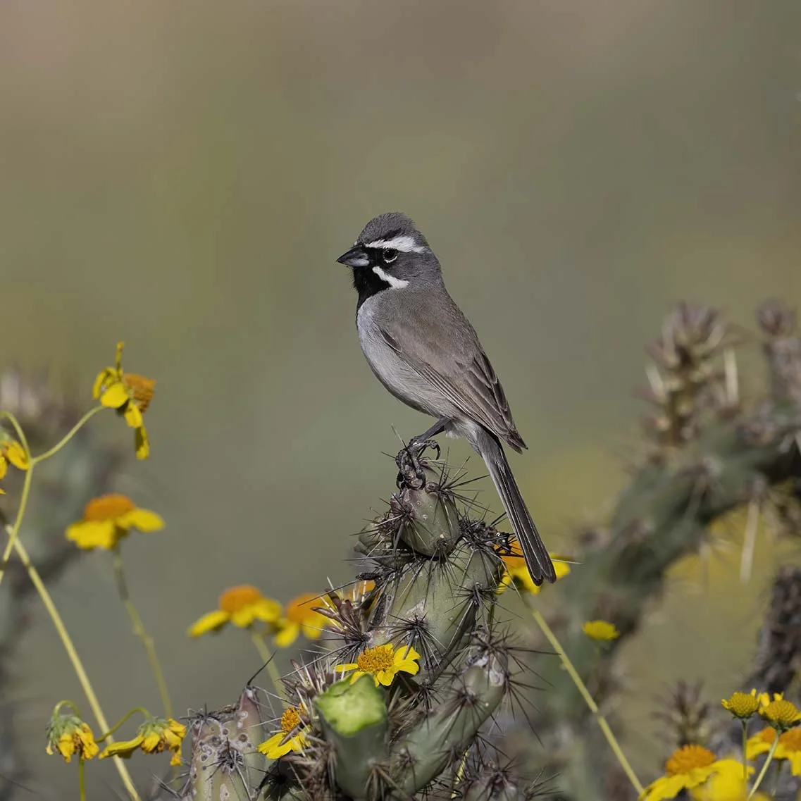 Black-throated_Sparrow_Z098845.JPG
