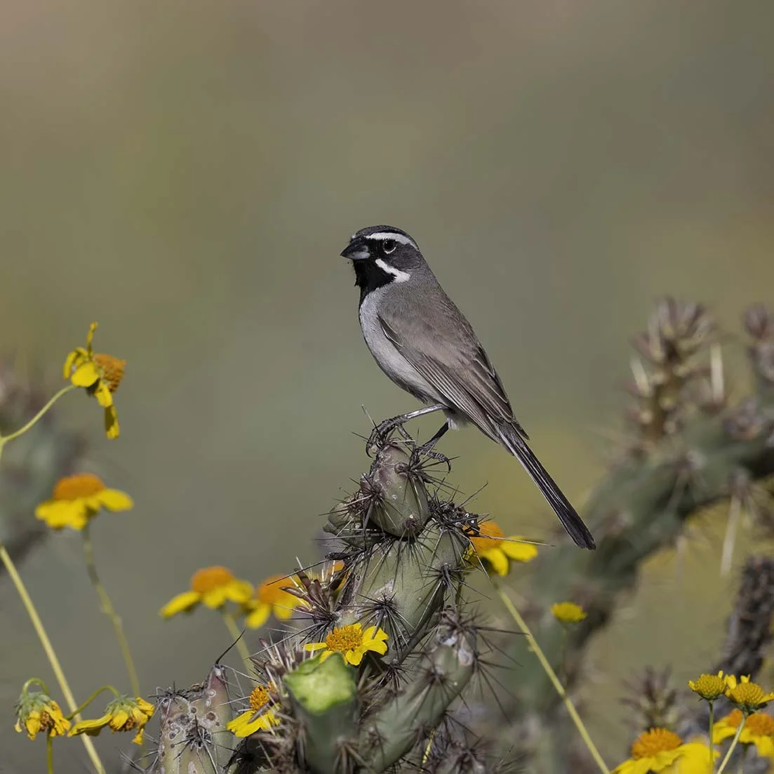 Black-throated_Sparrow_Z098908.JPG
