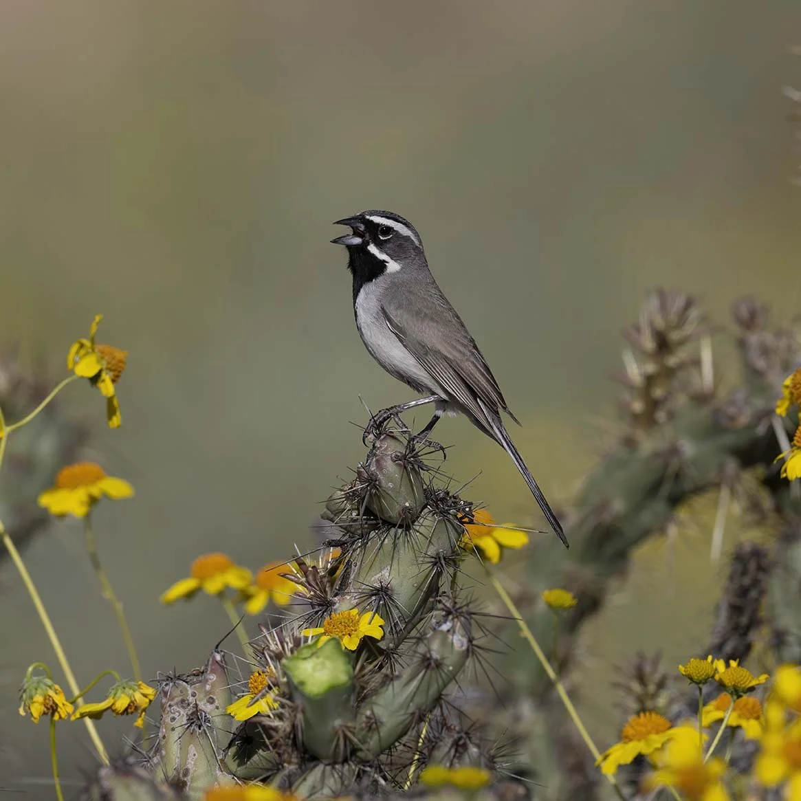 Black-throated_Sparrow_Z098912.JPG