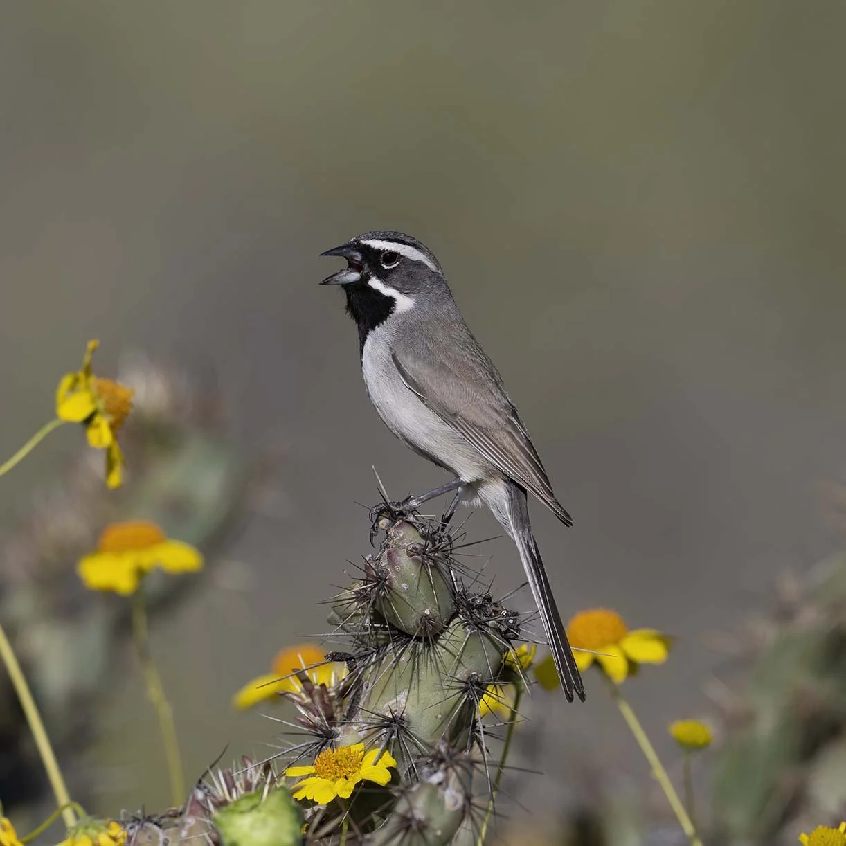 Black-throated_Sparrow_Z098972.JPG