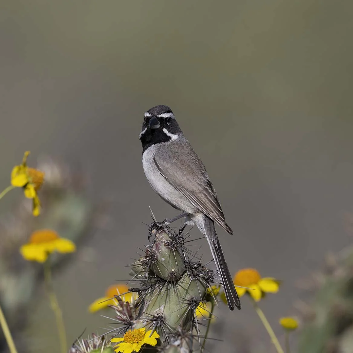 Black-throated_Sparrow_Z098996.JPG