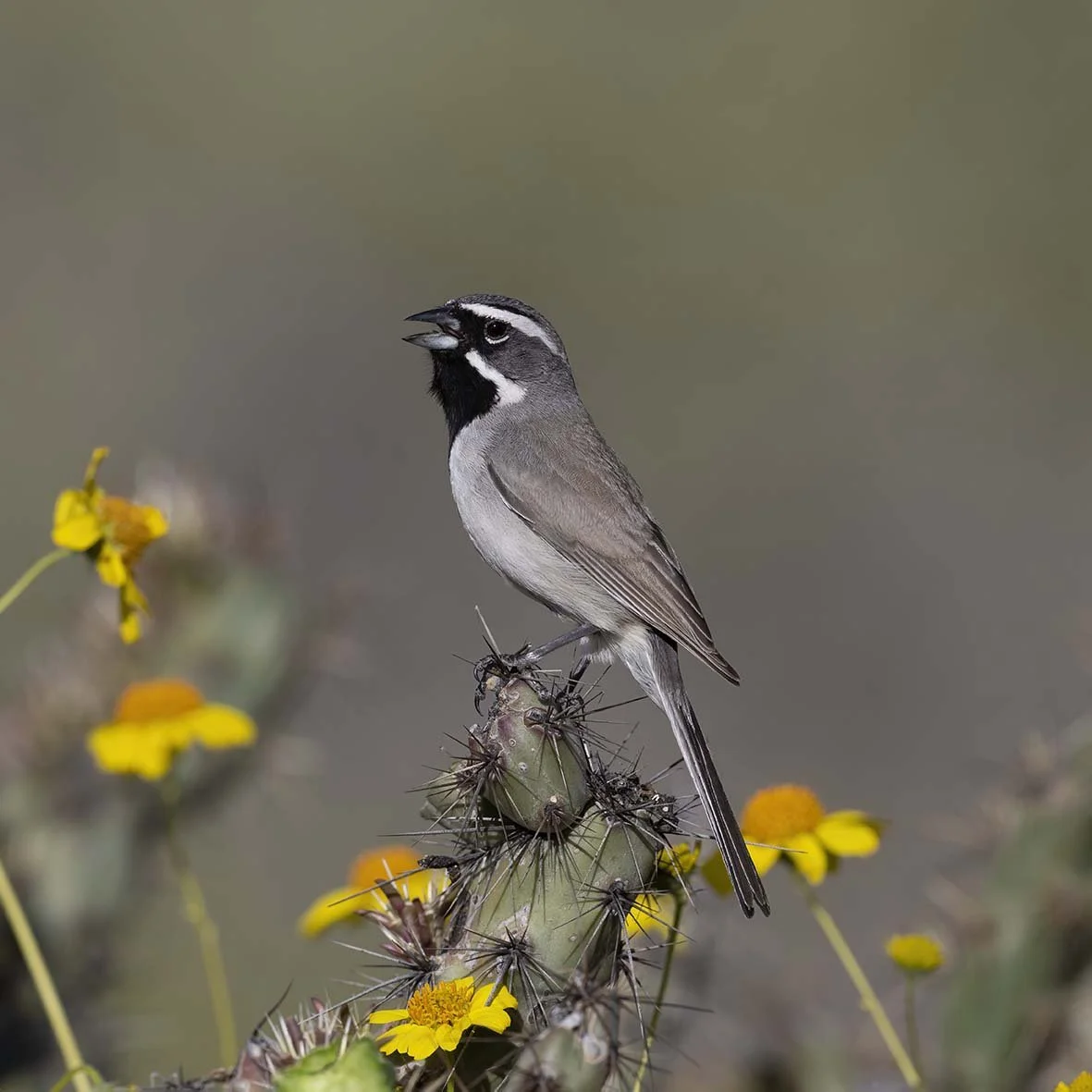 Black-throated_Sparrow_Z099021.JPG