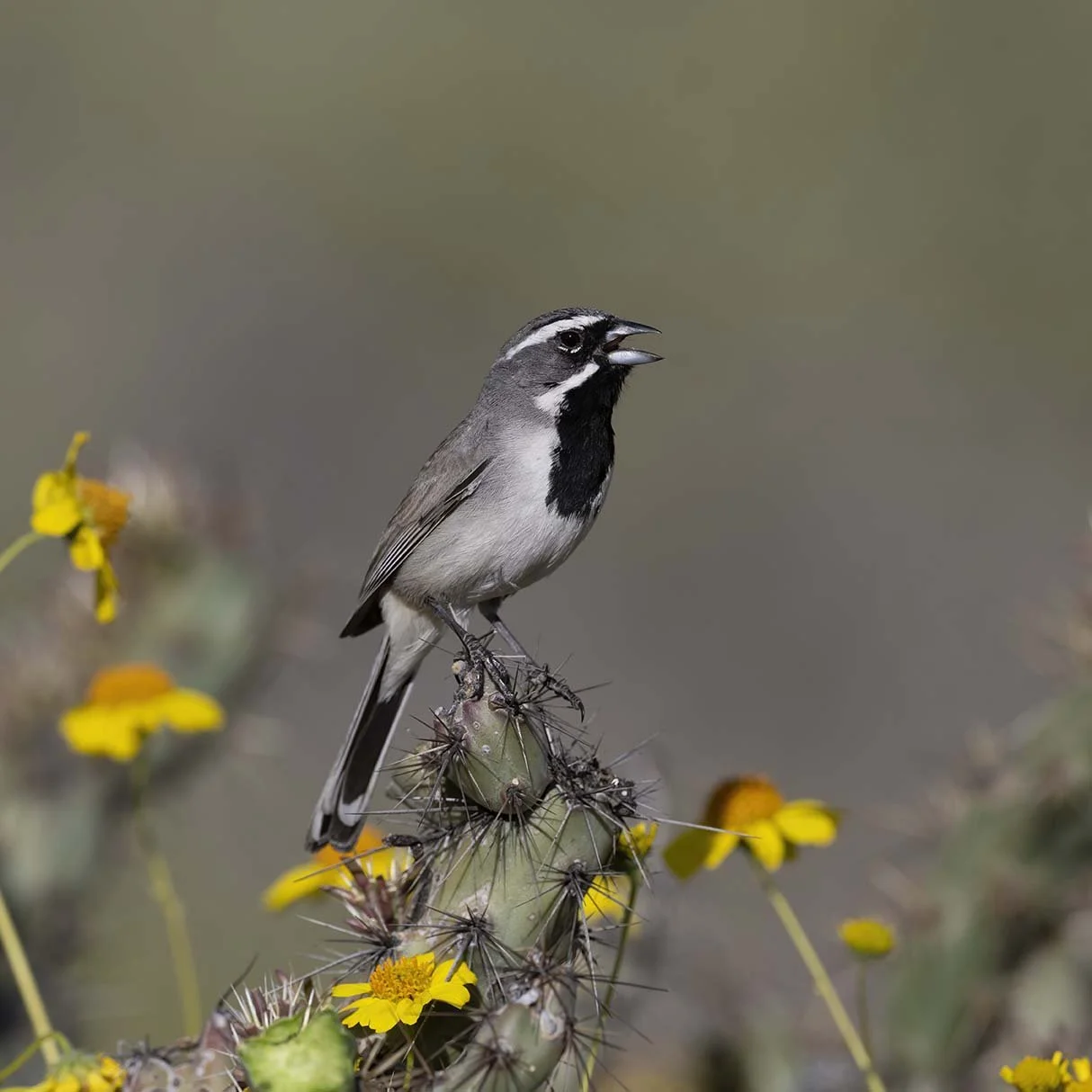 Black-throated_Sparrow_Z099045.JPG