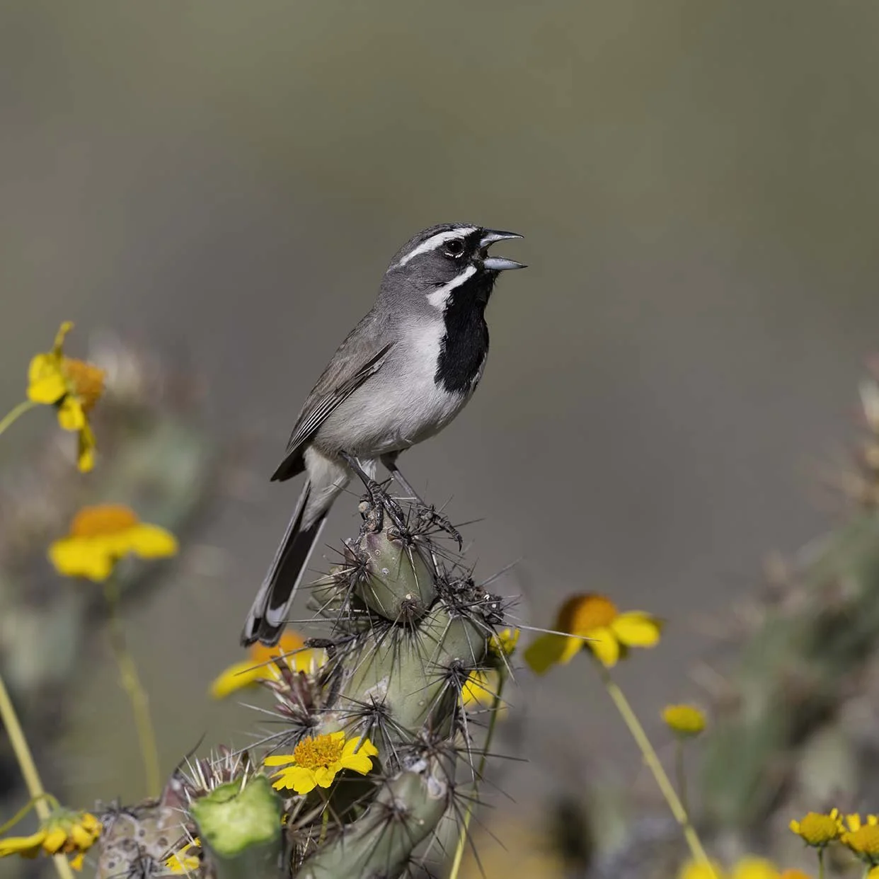 Black-throated_Sparrow_Z099051.JPG