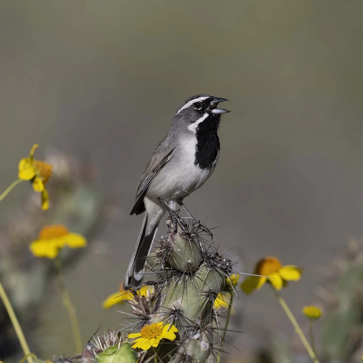 Black-throated_Sparrow_Z099064.JPG