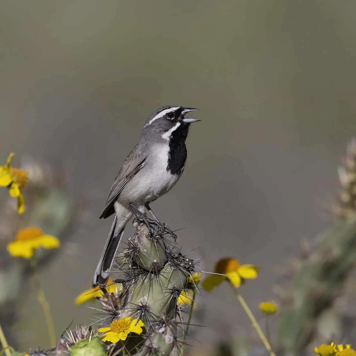 Black-throated_Sparrow_Z099112.JPG
