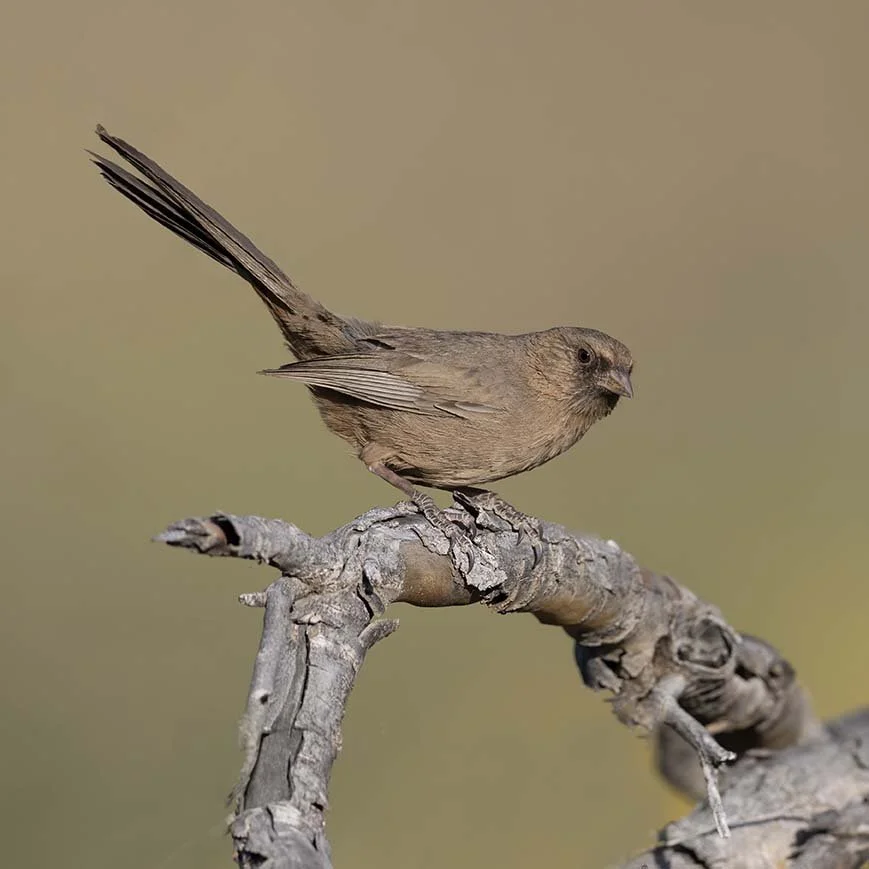 Abert's_Towhee_Z090907.JPG