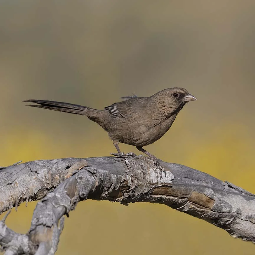 Abert's_Towhee_Z090964.JPG