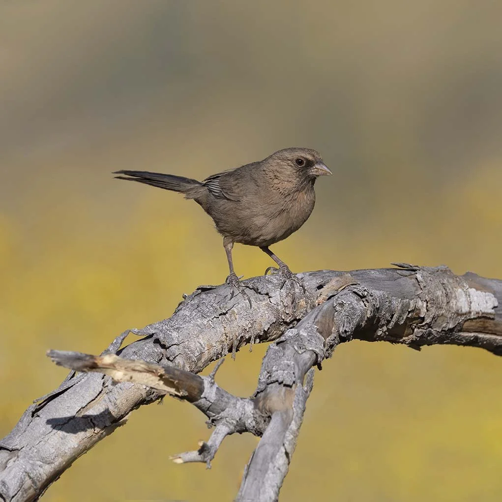 Abert's_Towhee_Z090980.JPG