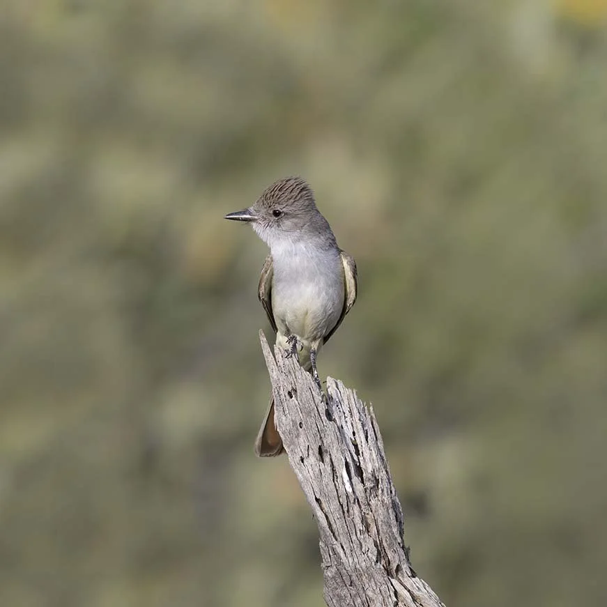 Ash-throated_Flycatcher_Z090326.JPG