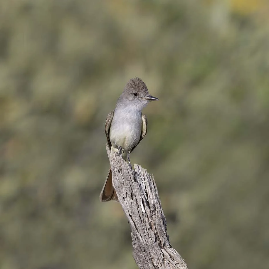 Ash-throated_Flycatcher_Z090336.JPG