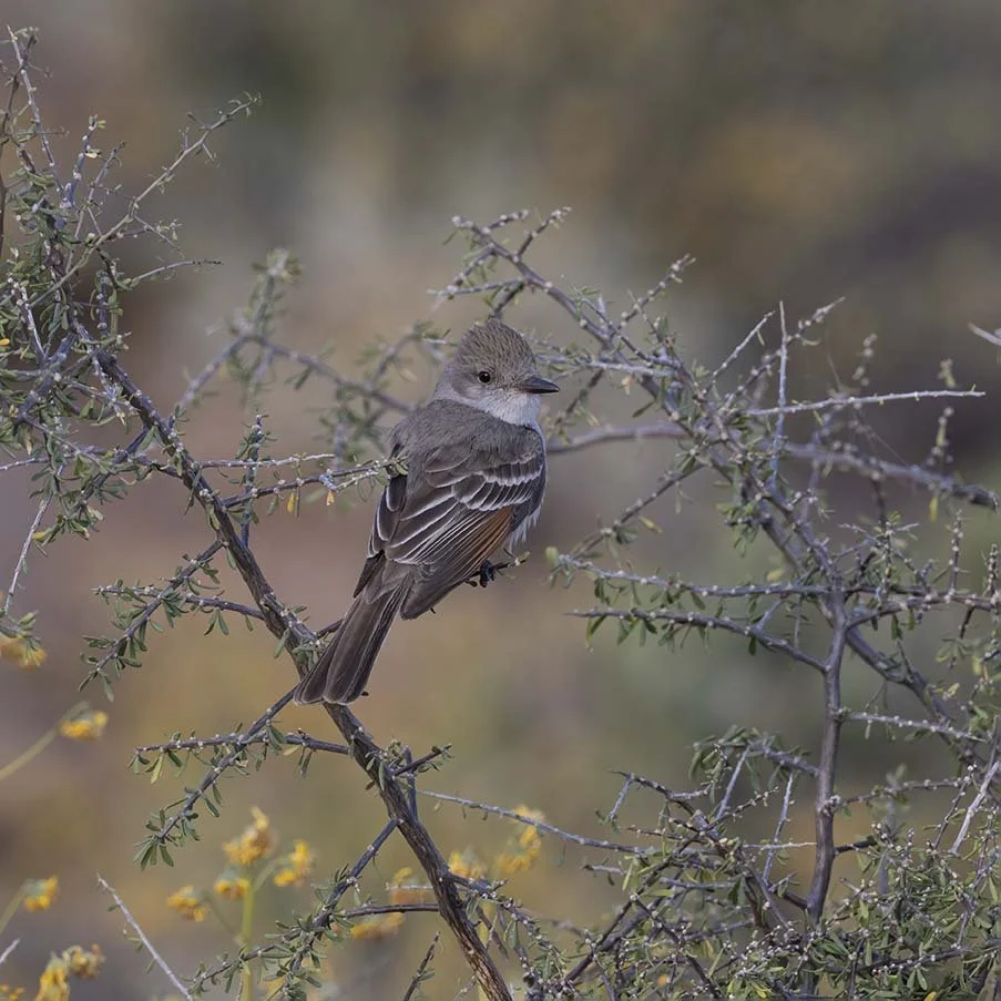 Ash-throated_Flycatcher_Z090523.JPG
