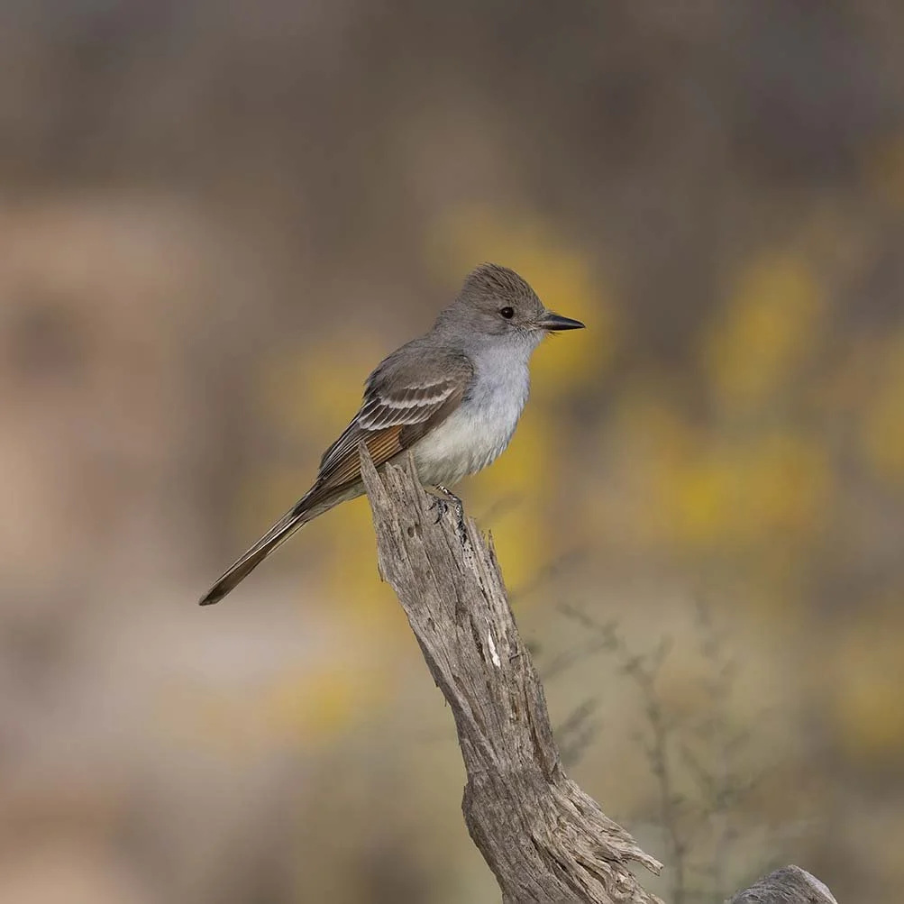 Ash-throated_Flycatcher_Z090558.JPG