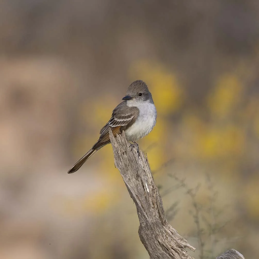 Ash-throated_Flycatcher_Z090564.JPG