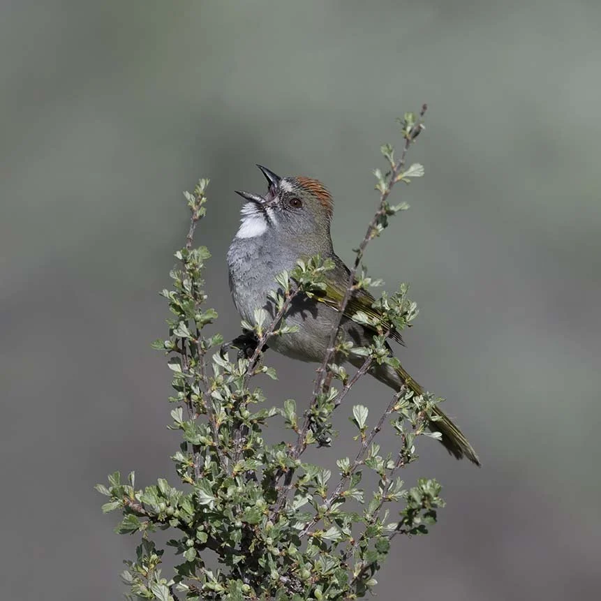 Green-tailed_Towhee_Z093228.JPG