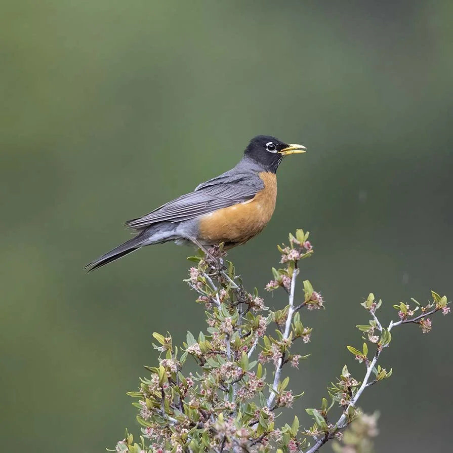American_Robin_Z092496.JPG