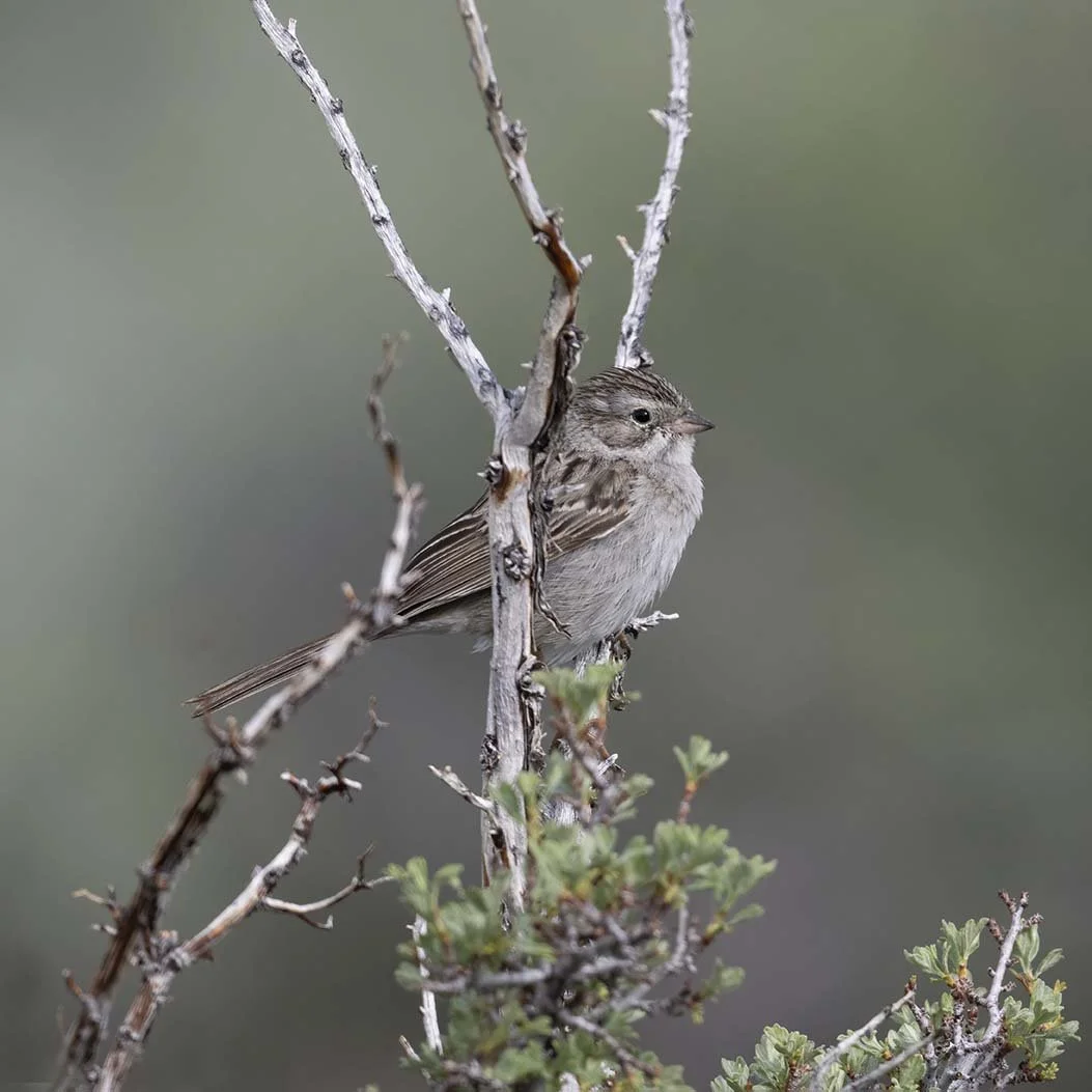 Brewer's_Sparrow_Z091898.JPG