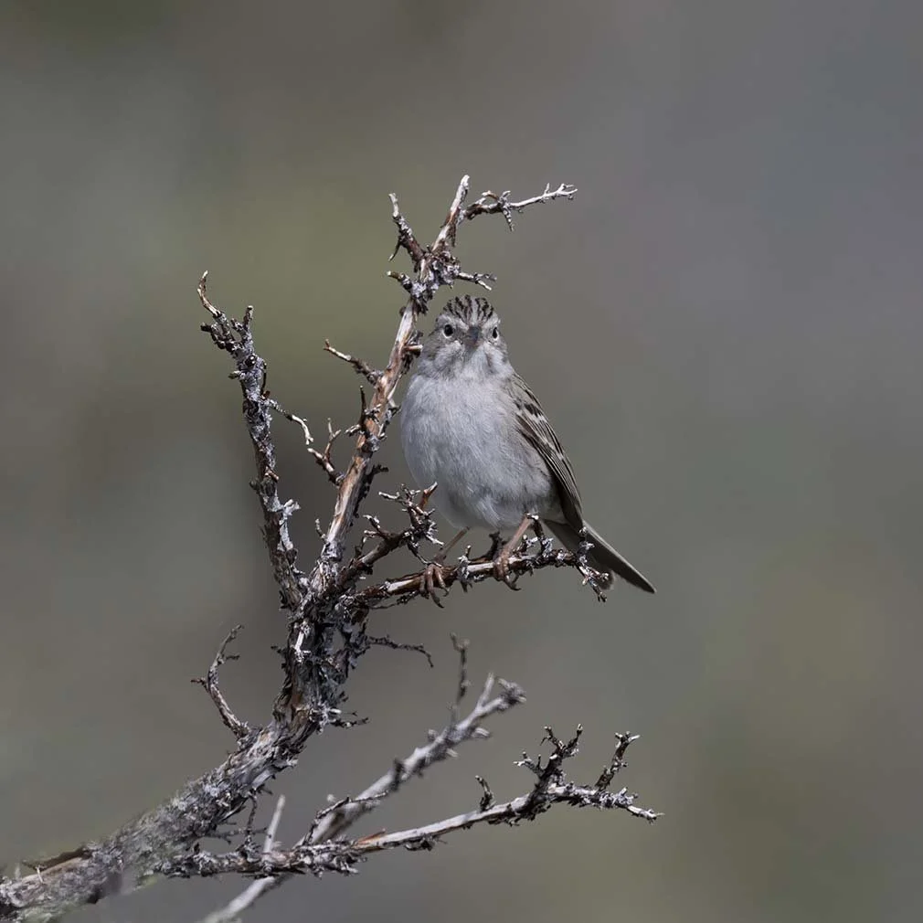 Brewer's_Sparrow_Z091957.JPG