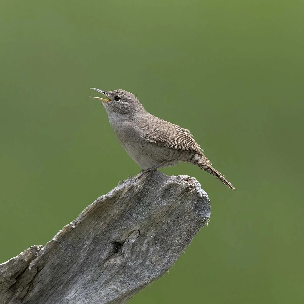 House_Wren_Z093025.JPG