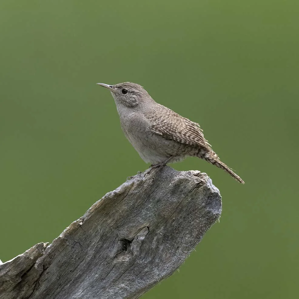 House_Wren_Z093027.JPG