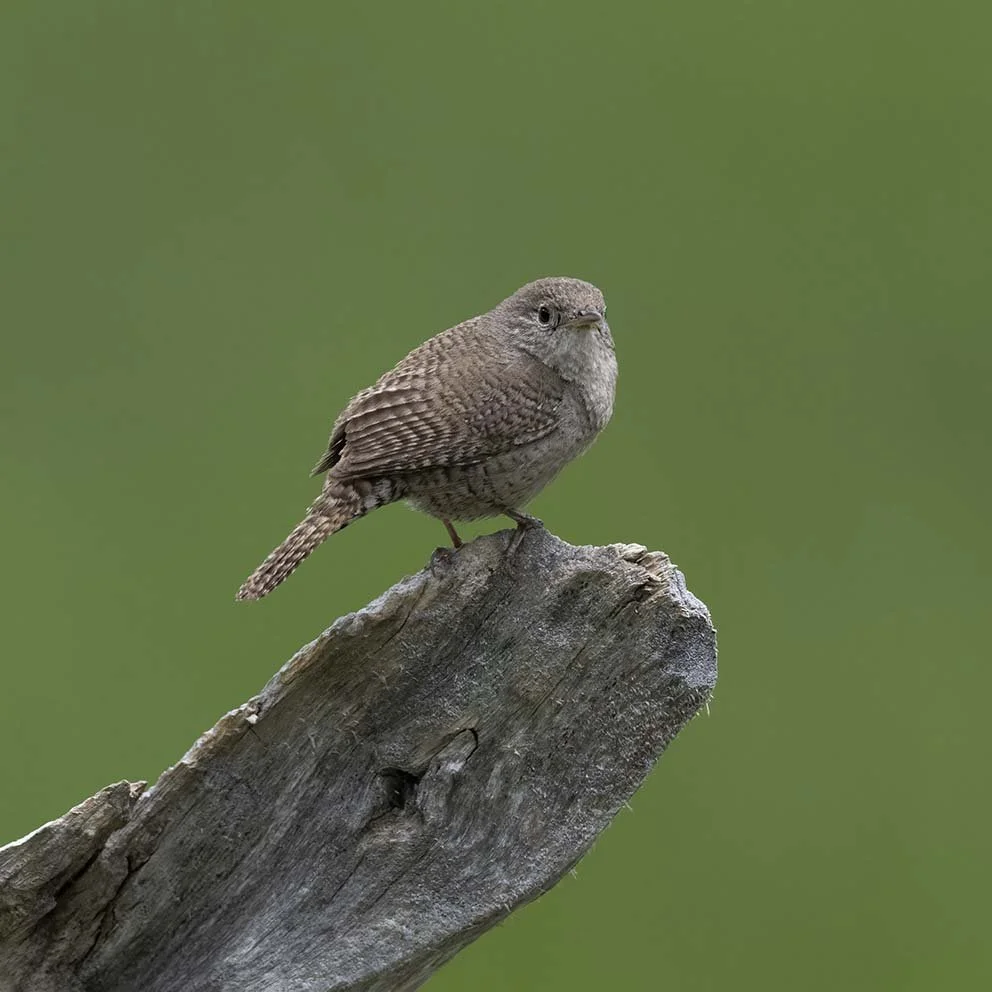 House_Wren_Z093048.JPG