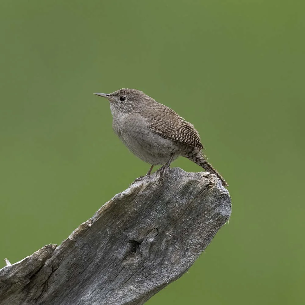 House_Wren_Z093068.JPG