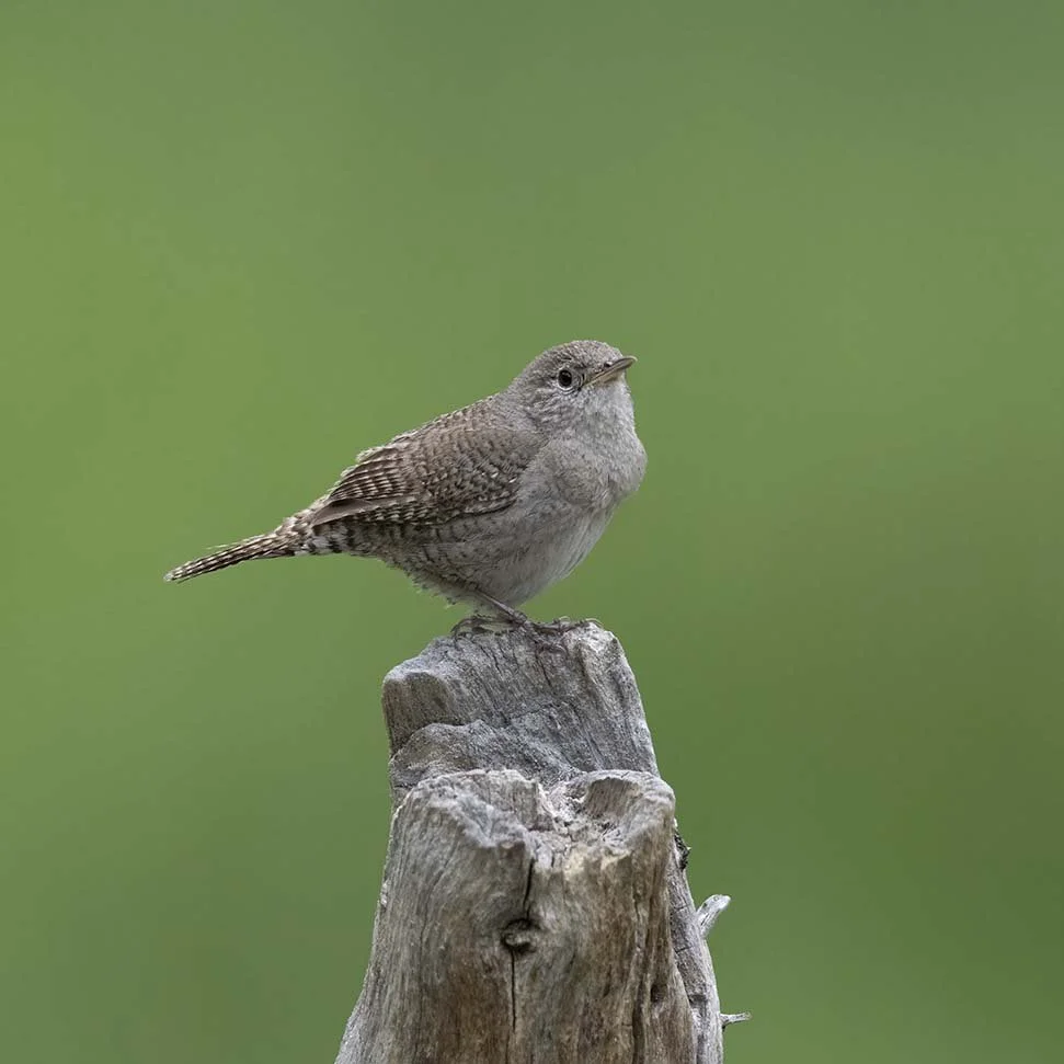 House_Wren_Z093071.JPG
