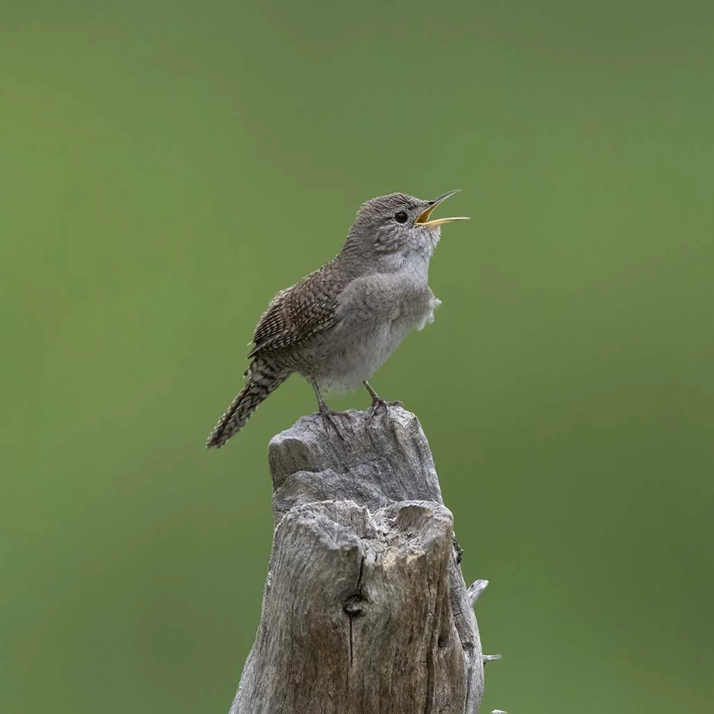 House_Wren_Z093087.JPG