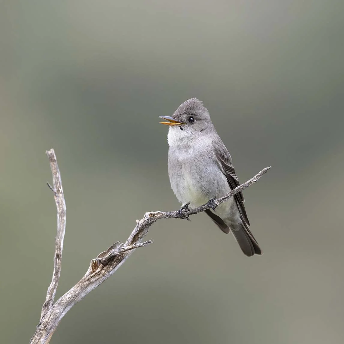 Western_Wood-Pewee_Z092110.JPG