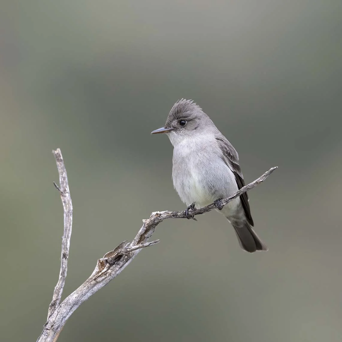Western_Wood-Pewee_Z092130.JPG
