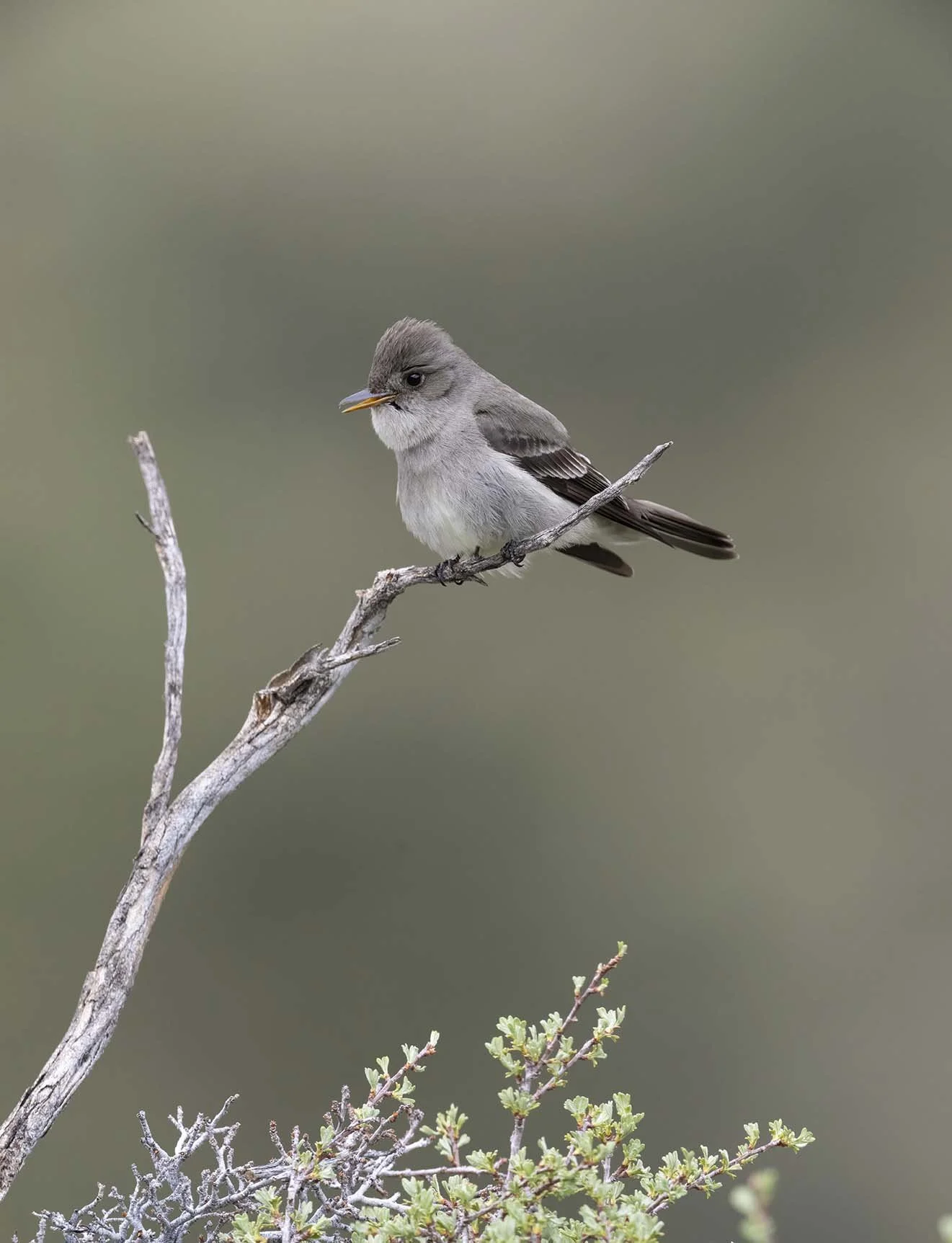 Western_Wood-Pewee_Z092209.JPG