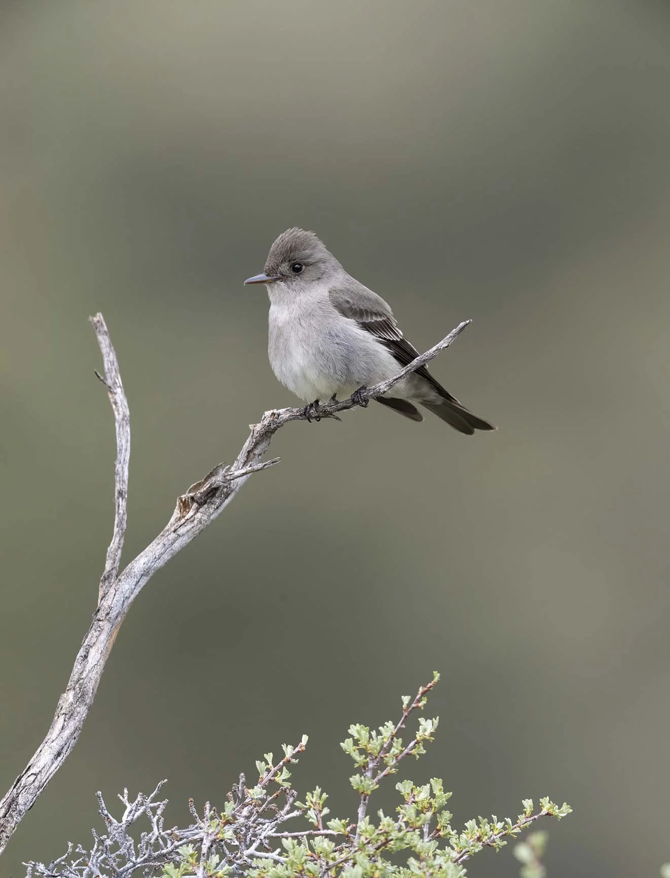 Western_Wood-Pewee_Z092225.JPG