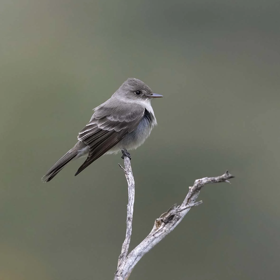 Western_Wood-Pewee_Z092275.JPG