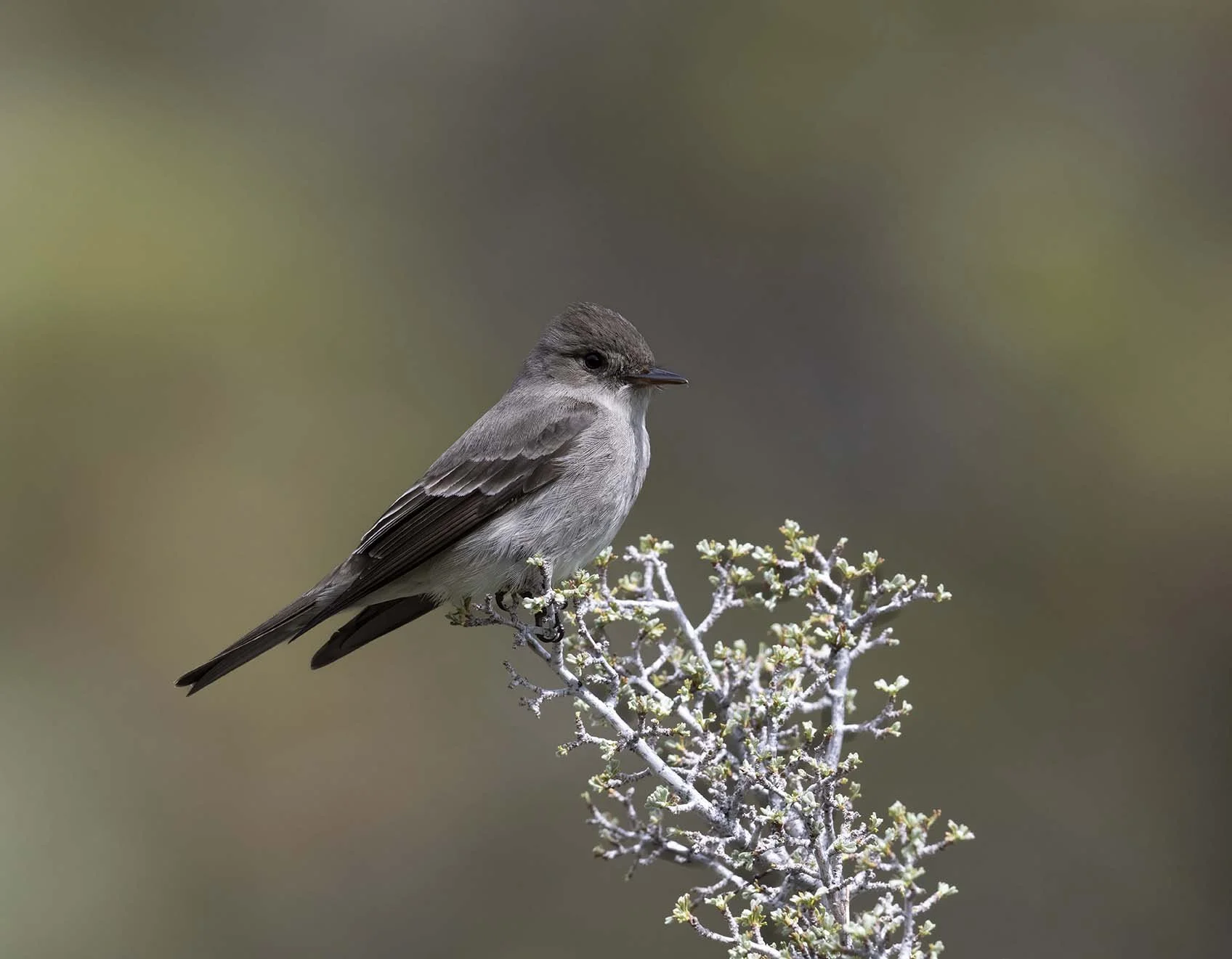 Western_Wood-Pewee_Z092307.JPG