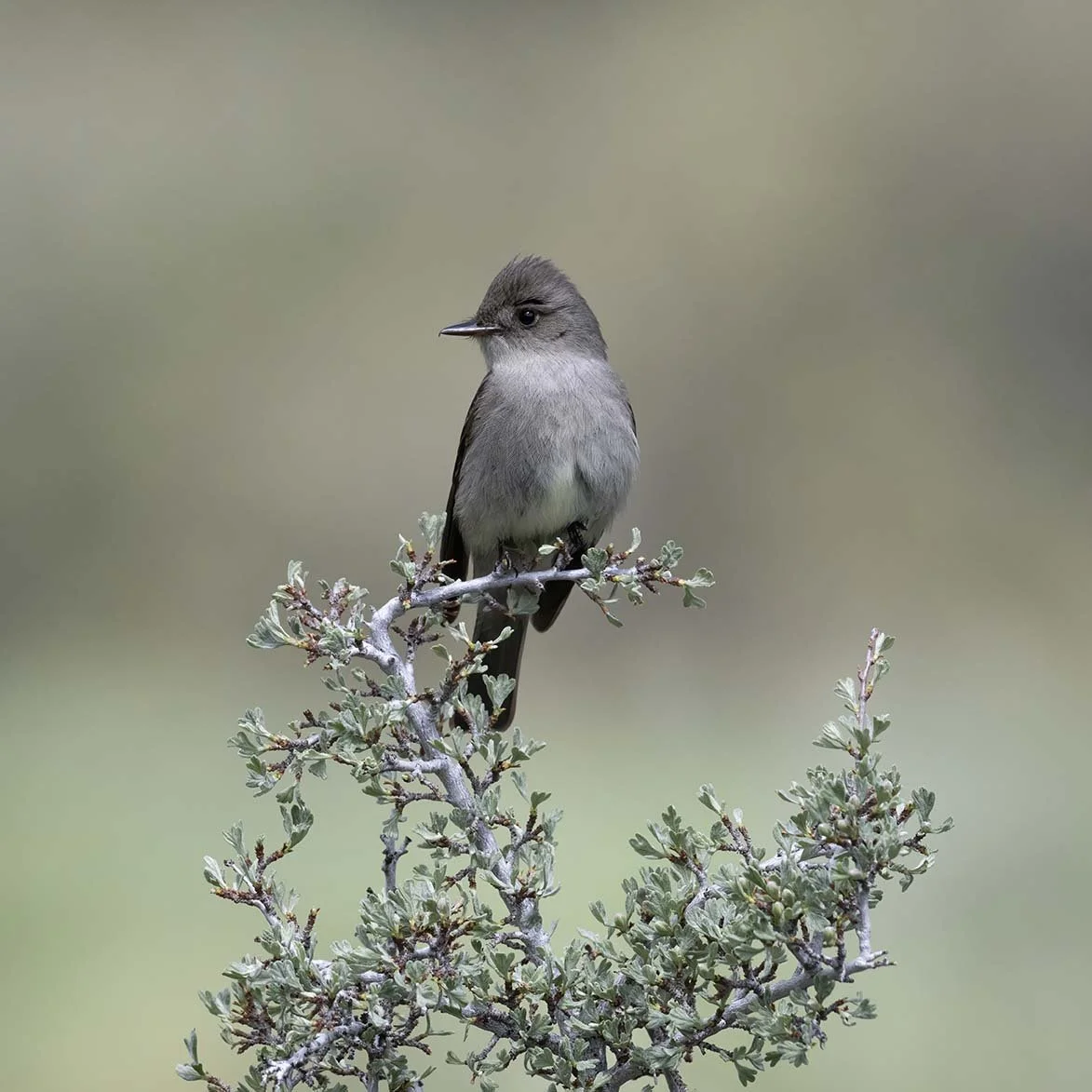 Western_Wood-Pewee_Z092331.JPG