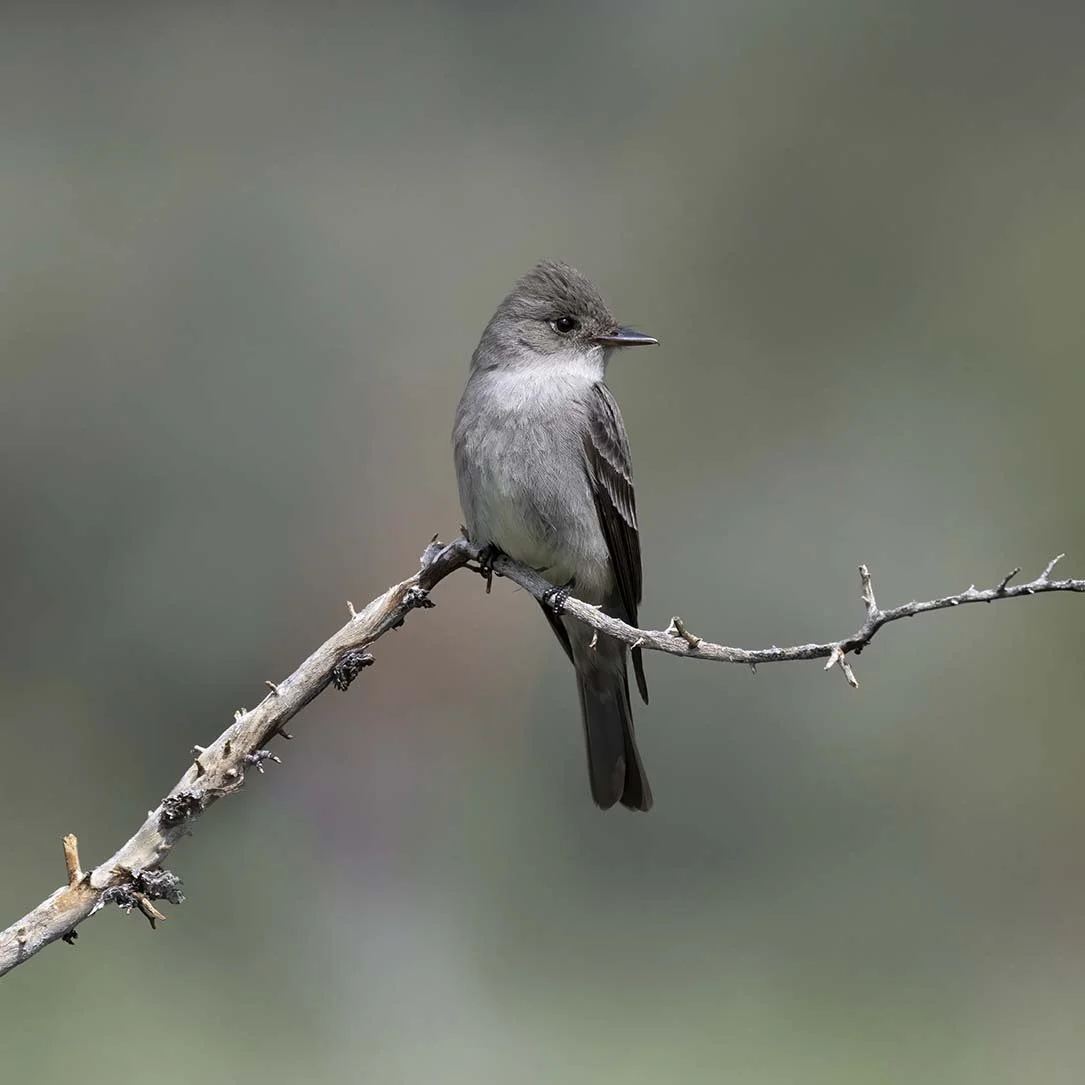 Western_Wood-Pewee_Z092356.JPG