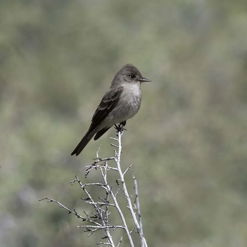 Western_Wood-Pewee_Z092386.JPG